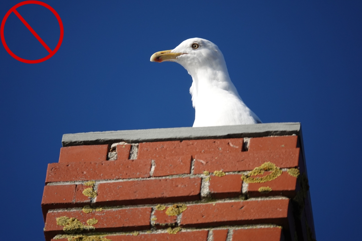 seagull on chimney
